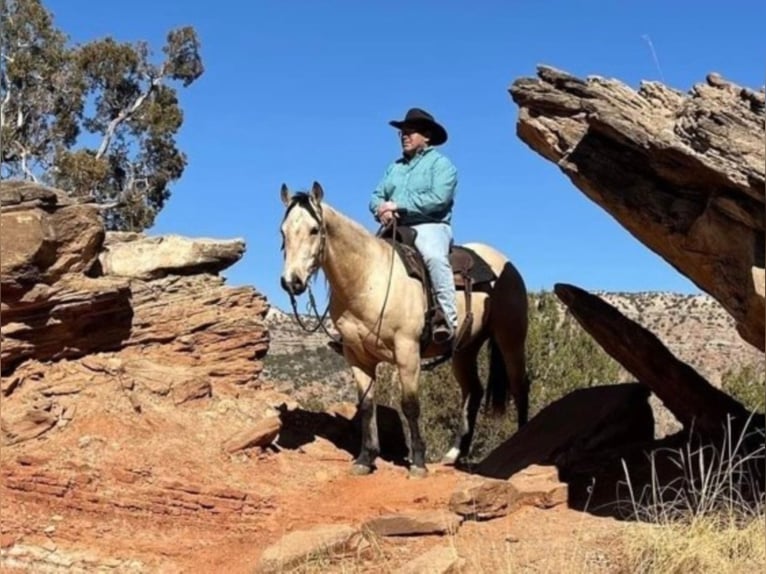 American Quarter Horse Ruin 8 Jaar 152 cm Buckskin in Libson, IA