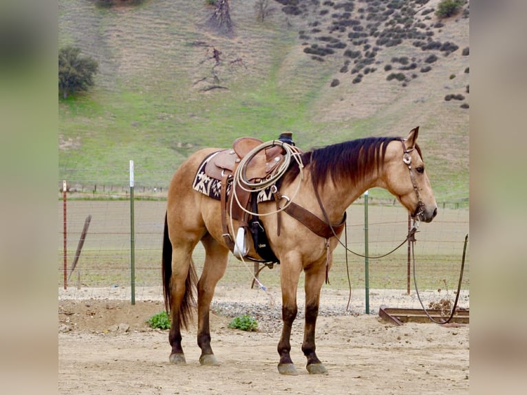 American Quarter Horse Ruin 8 Jaar 152 cm Buckskin in Paicines CA