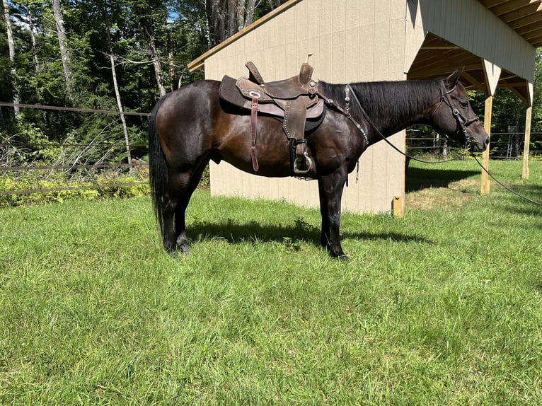 American Quarter Horse Ruin 8 Jaar 152 cm Donkerbruin in Eddington