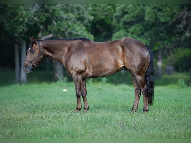 American Quarter Horse Ruin 8 Jaar 152 cm Donkere-vos in Weatherford