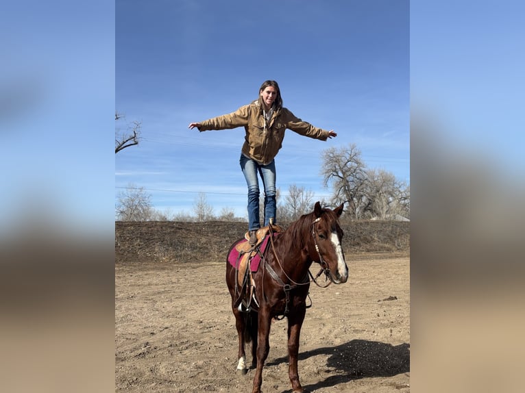 American Quarter Horse Ruin 8 Jaar 152 cm Donkere-vos in Fort Collins