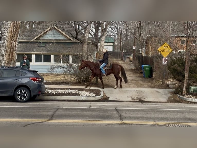 American Quarter Horse Ruin 8 Jaar 152 cm Donkere-vos in Fort Collins