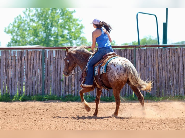 American Quarter Horse Ruin 8 Jaar 152 cm Donkere-vos in Lipan Tx