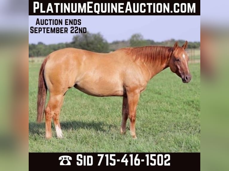 American Quarter Horse Ruin 8 Jaar 152 cm Falbe in Adair OK