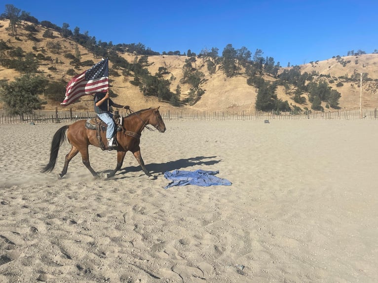 American Quarter Horse Ruin 8 Jaar 152 cm Falbe in Paicines CA