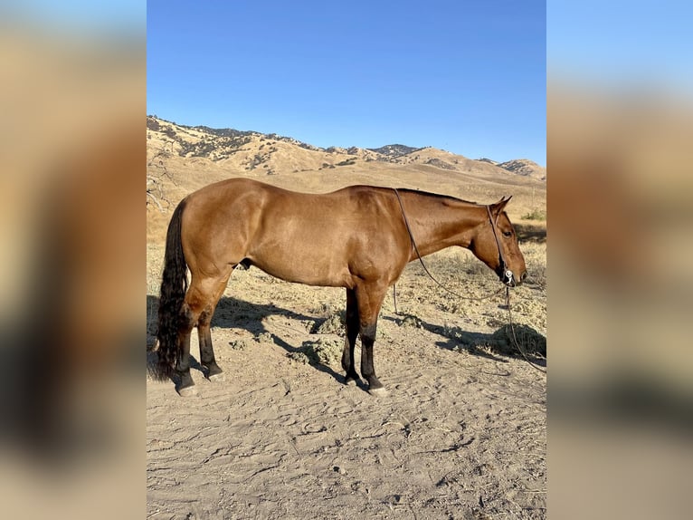 American Quarter Horse Ruin 8 Jaar 152 cm Falbe in Paicines CA