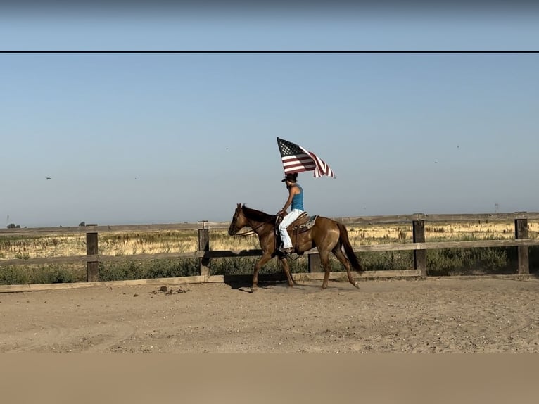 American Quarter Horse Ruin 8 Jaar 152 cm Falbe in Pleasant Grove CA