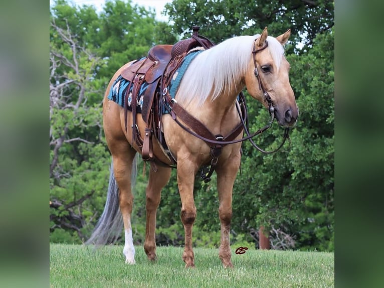 American Quarter Horse Ruin 8 Jaar 152 cm Palomino in Jacksboro, TX