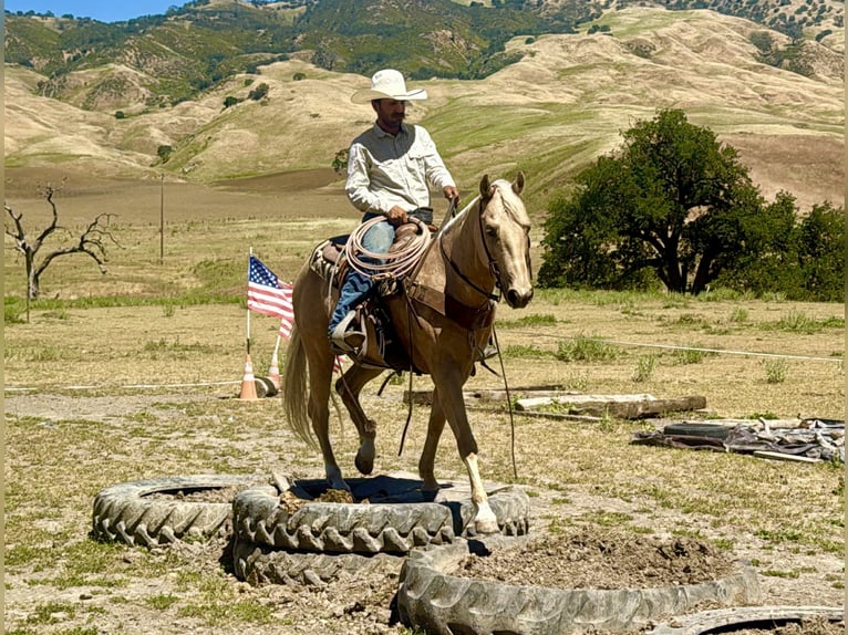 American Quarter Horse Ruin 8 Jaar 152 cm Palomino in Tres Pinos