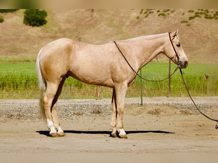 American Quarter Horse Ruin 8 Jaar 152 cm Palomino in Tres Pinos