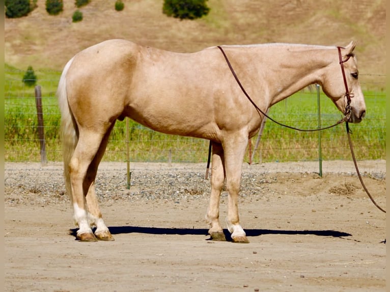 American Quarter Horse Ruin 8 Jaar 152 cm Palomino in Tres Pinos