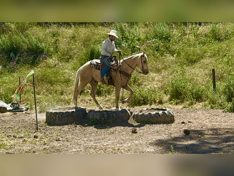 American Quarter Horse Ruin 8 Jaar 152 cm Palomino in Tres Pinos
