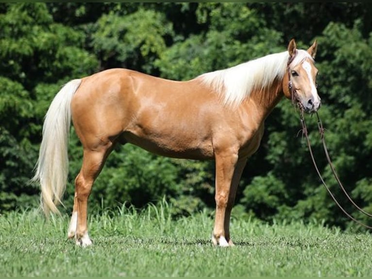 American Quarter Horse Ruin 8 Jaar 152 cm Palomino in Mount Vernon, KY