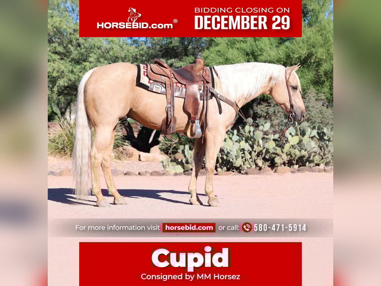 American Quarter Horse Ruin 8 Jaar 152 cm Palomino in Cave Creek