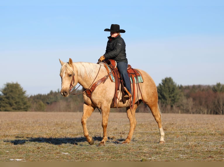 American Quarter Horse Ruin 8 Jaar 152 cm Palomino in Clarion