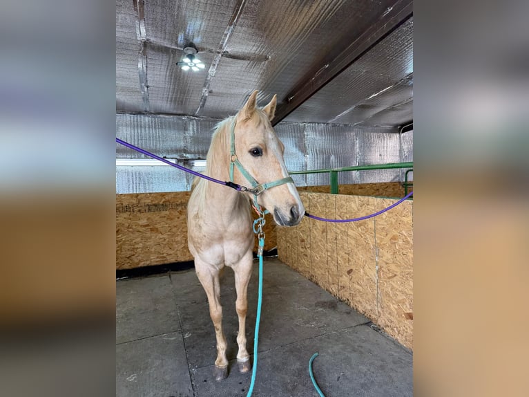 American Quarter Horse Ruin 8 Jaar 152 cm Palomino in Arvada CO