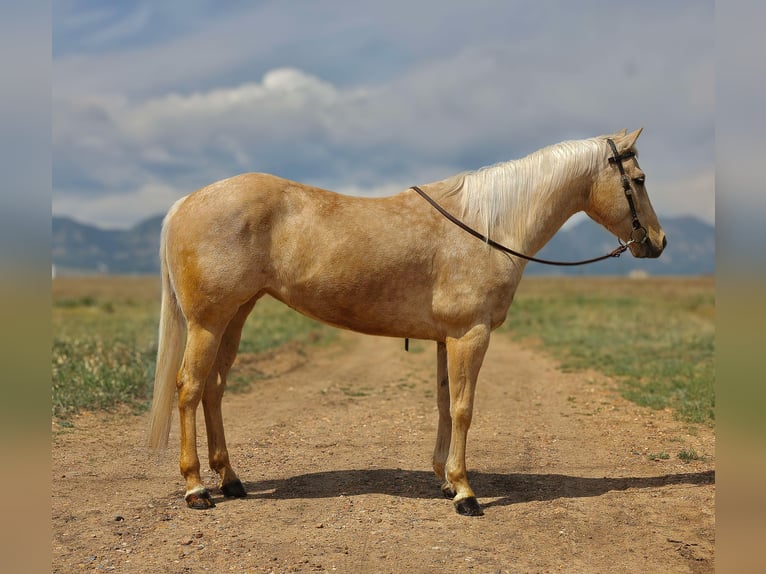 American Quarter Horse Ruin 8 Jaar 152 cm Palomino in Arvada CO