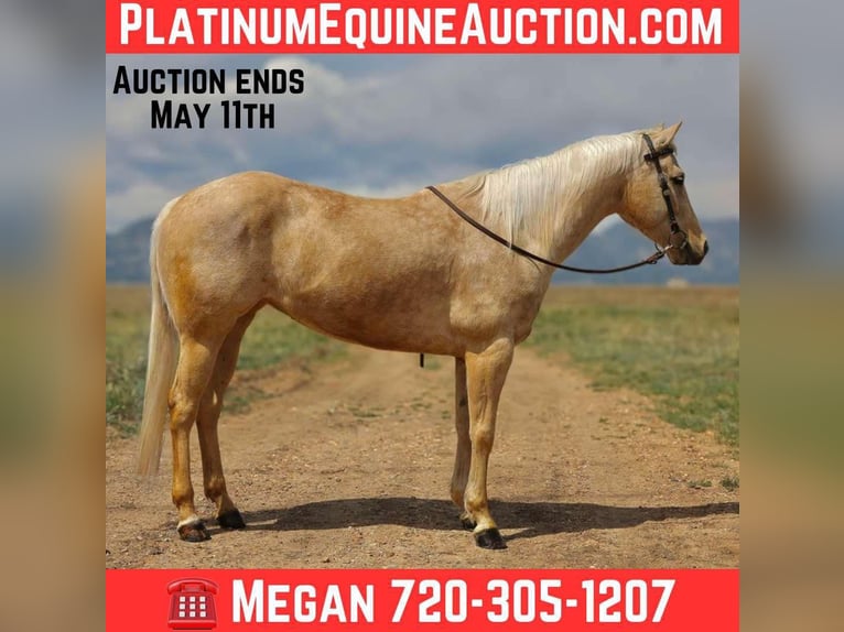 American Quarter Horse Ruin 8 Jaar 152 cm Palomino in Arvada CO