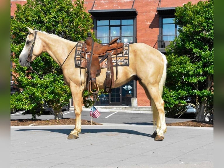 American Quarter Horse Ruin 8 Jaar 152 cm Palomino in Ocoee