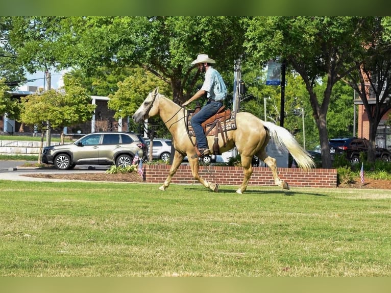 American Quarter Horse Ruin 8 Jaar 152 cm Palomino in Ocoee