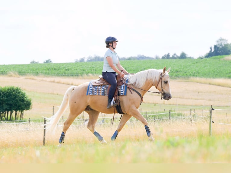 American Quarter Horse Ruin 8 Jaar 152 cm Palomino in Bad Wimpfen