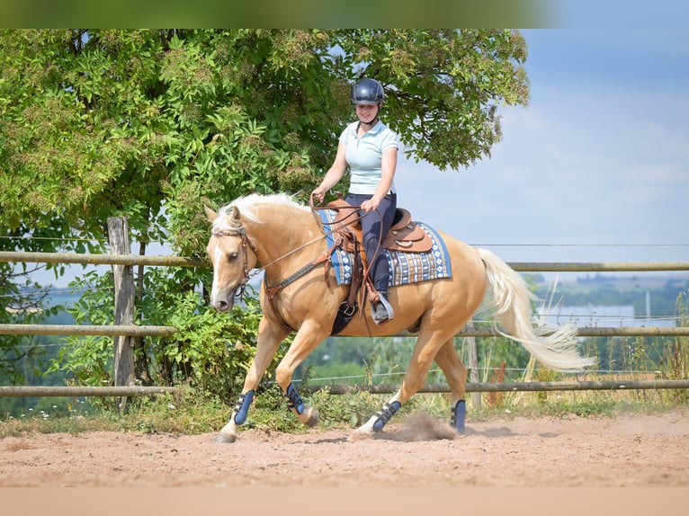 American Quarter Horse Ruin 8 Jaar 152 cm Palomino in Bad Wimpfen