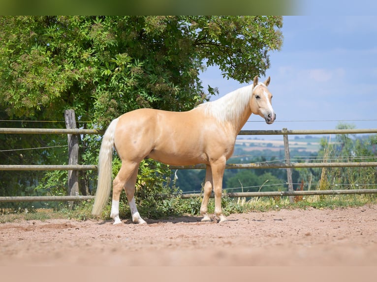 American Quarter Horse Ruin 8 Jaar 152 cm Palomino in Bad Wimpfen