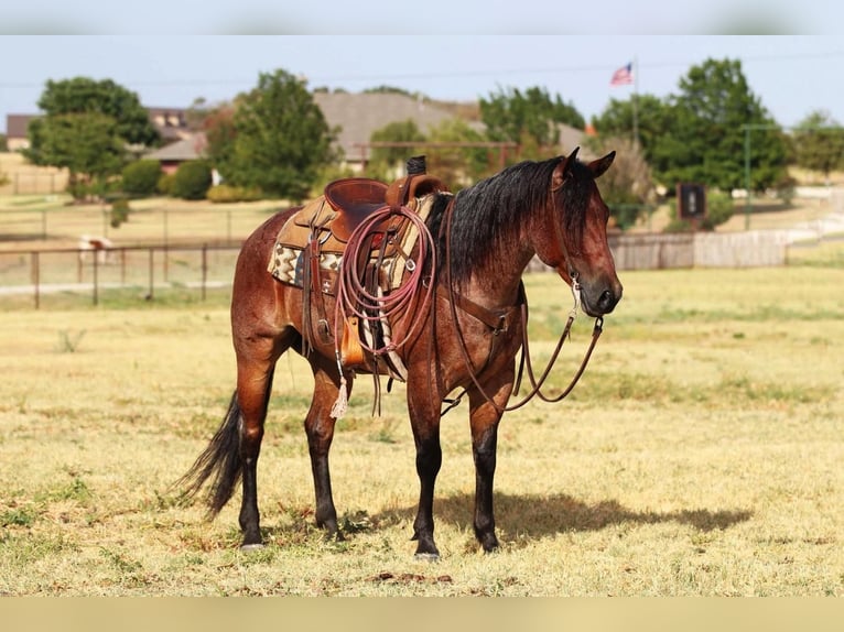 American Quarter Horse Ruin 8 Jaar 152 cm Roan-Bay in Joshua, TX