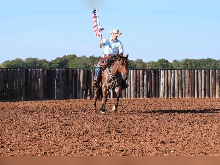 American Quarter Horse Ruin 8 Jaar 152 cm Roan-Bay in Waco, TX