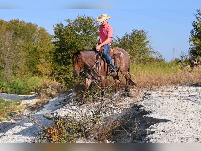 American Quarter Horse Ruin 8 Jaar 152 cm Roan-Bay in Waco, TX