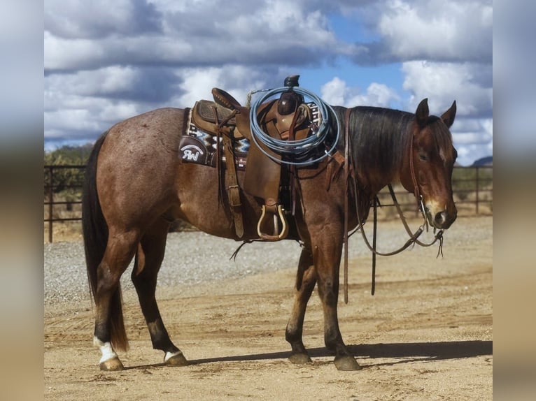 American Quarter Horse Ruin 8 Jaar 152 cm Roan-Bay in Congress