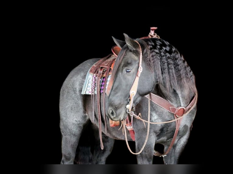 American Quarter Horse Ruin 8 Jaar 152 cm Roan-Blue in Clarion