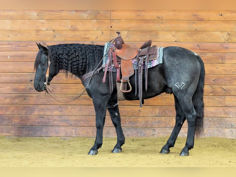 American Quarter Horse Ruin 8 Jaar 152 cm Roan-Blue in Clarion