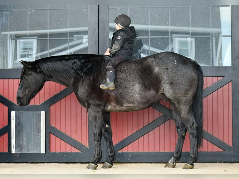 American Quarter Horse Ruin 8 Jaar 152 cm Roan-Blue in Rebersburg