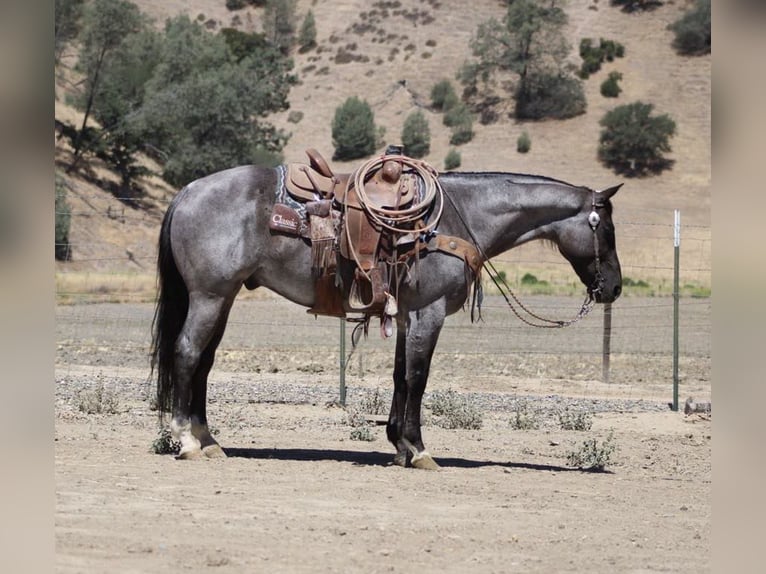 American Quarter Horse Ruin 8 Jaar 152 cm Roan-Blue in Paicines CA