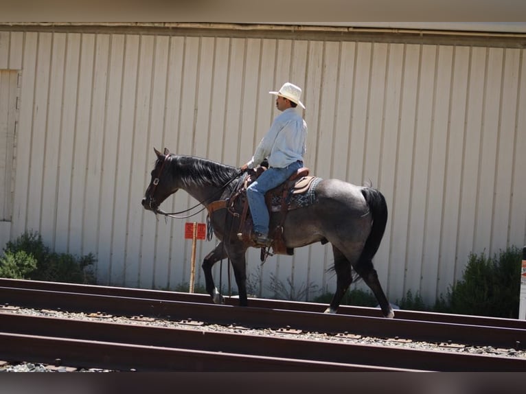 American Quarter Horse Ruin 8 Jaar 152 cm Roan-Blue in Paicines CA