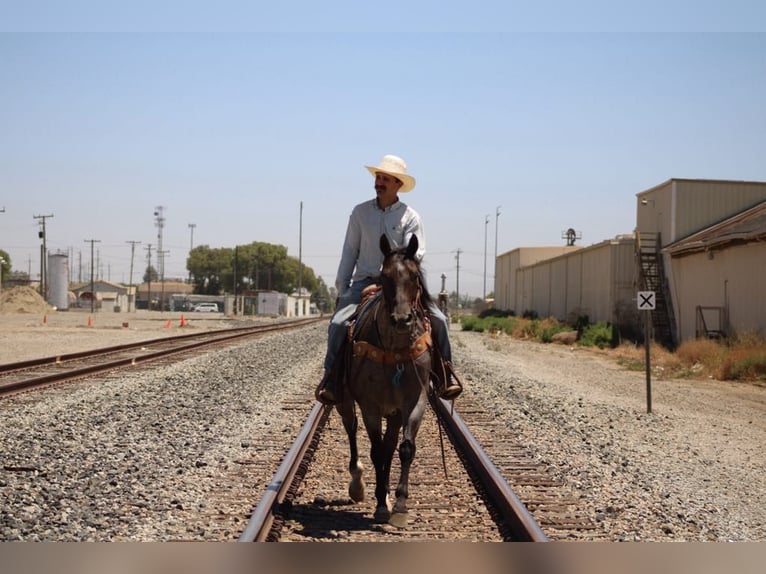 American Quarter Horse Ruin 8 Jaar 152 cm Roan-Blue in Paicines CA