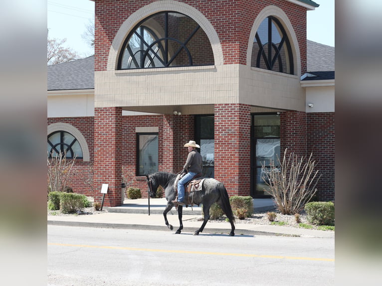 American Quarter Horse Ruin 8 Jaar 152 cm Roan-Blue in Mount Vernon, KY
