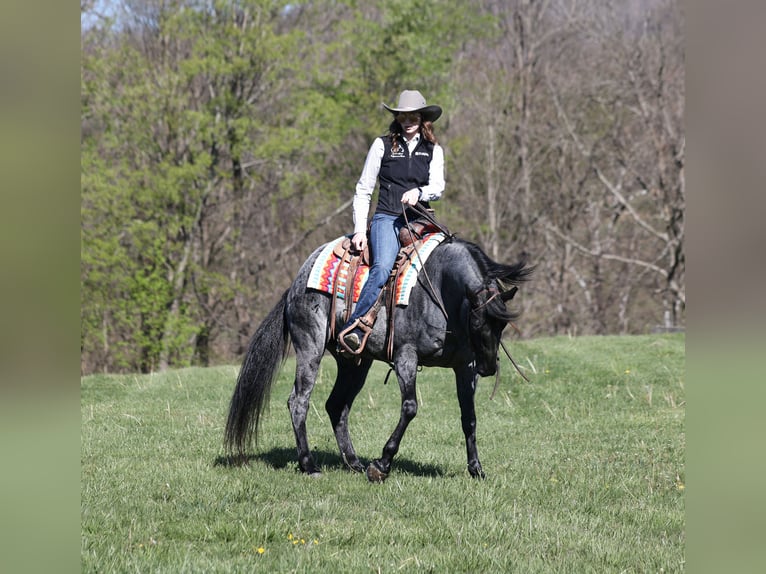 American Quarter Horse Ruin 8 Jaar 152 cm Roan-Blue in Mount Vernon, KY