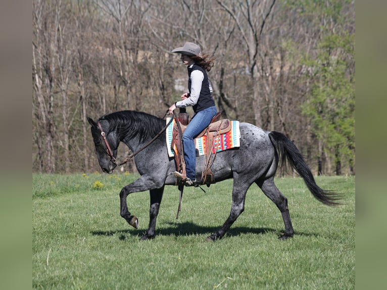 American Quarter Horse Ruin 8 Jaar 152 cm Roan-Blue in Mount Vernon, KY