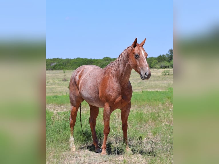 American Quarter Horse Ruin 8 Jaar 152 cm Roan-Red in Granbury