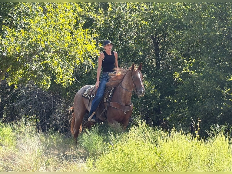 American Quarter Horse Ruin 8 Jaar 152 cm Roan-Red in Granbury