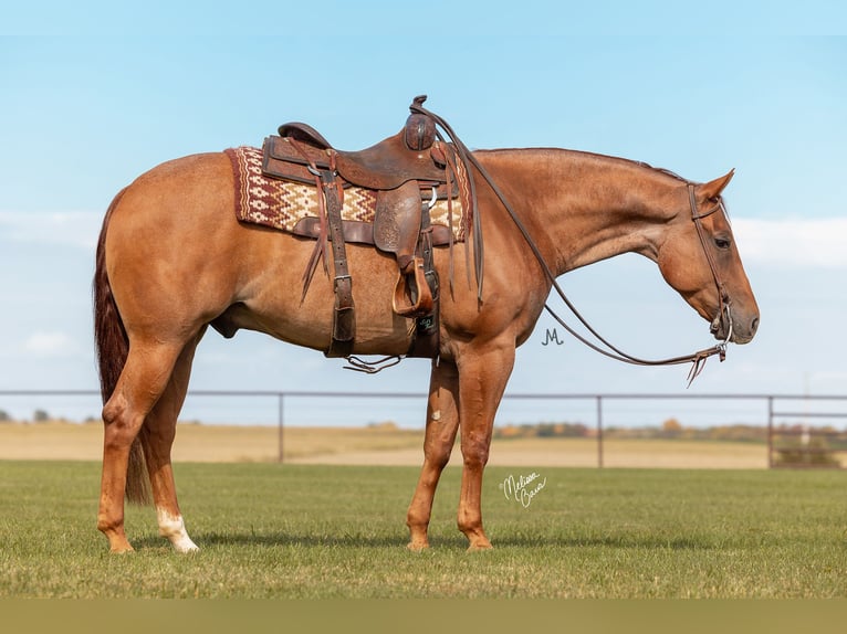 American Quarter Horse Ruin 8 Jaar 152 cm Roan-Red in River Falls, WI