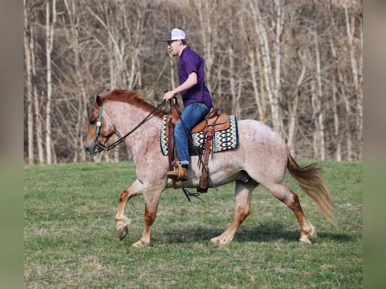 American Quarter Horse Ruin 8 Jaar 152 cm Roan-Red in Level Green KY