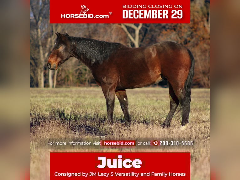 American Quarter Horse Ruin 8 Jaar 152 cm Roodbruin in Baxter Springs