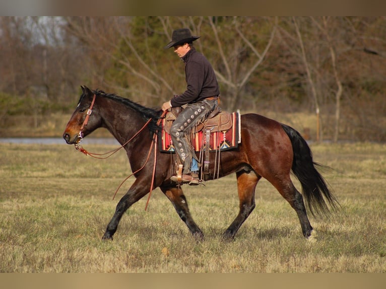 American Quarter Horse Ruin 8 Jaar 152 cm Roodbruin in Baxter Springs
