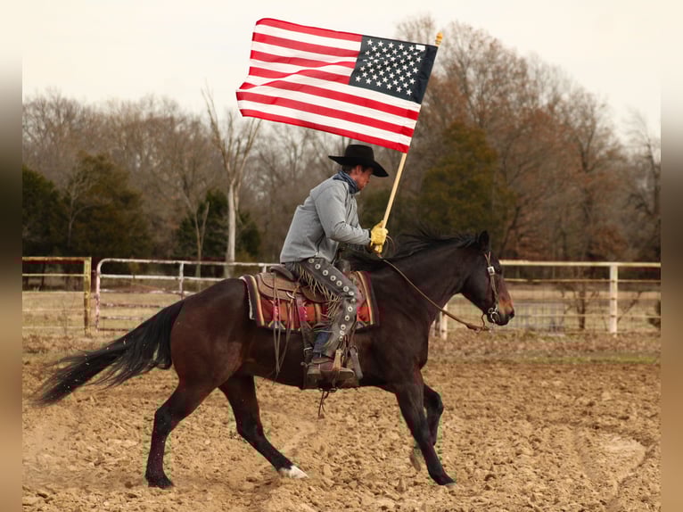 American Quarter Horse Ruin 8 Jaar 152 cm Roodbruin in Baxter Springs