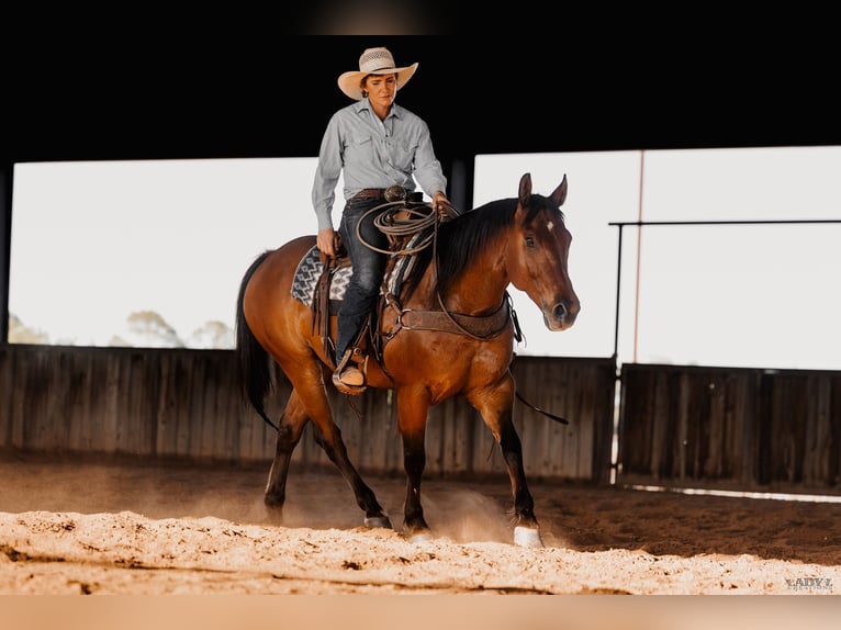 American Quarter Horse Ruin 8 Jaar 152 cm Roodbruin in Canyon