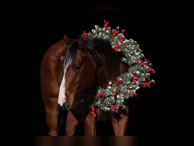 American Quarter Horse Ruin 8 Jaar 152 cm Roodbruin in Lisbon IA