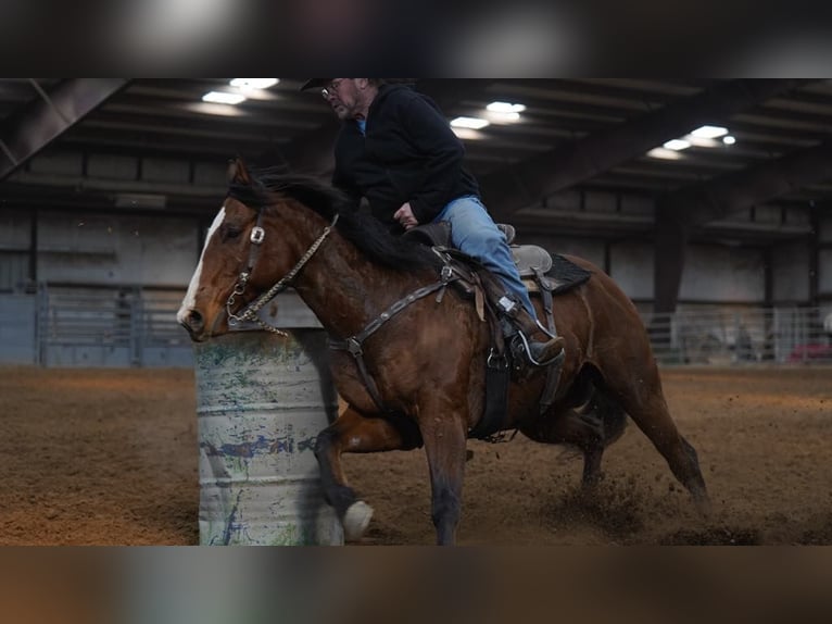 American Quarter Horse Ruin 8 Jaar 152 cm Roodbruin in Lisbon IA